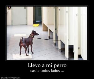 Llevo a mi perro casi a todos lados ...