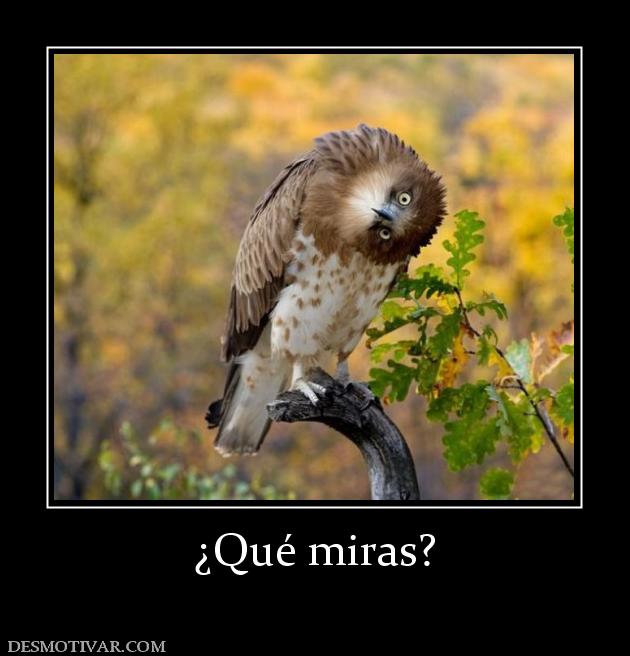 ¿Qué miras?