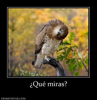 ¿Qué miras?