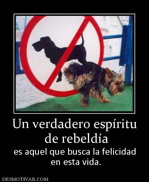 Un verdadero espíritu  de rebeldía es aquel que busca la felicidad  en esta vida.