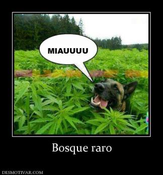 Bosque raro