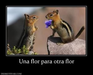 Una flor para otra flor