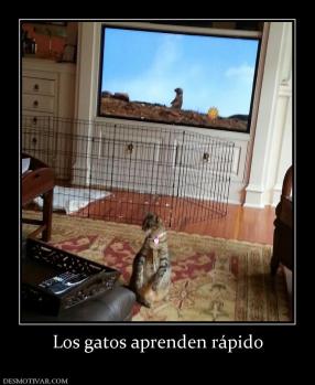 Los gatos aprenden rápido