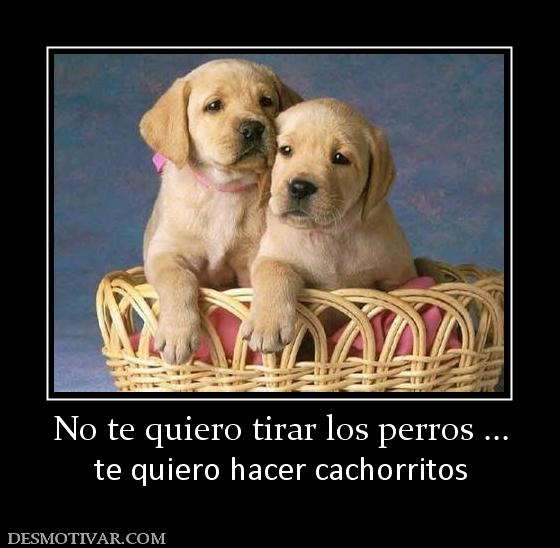 No te quiero tirar los perros ... te quiero hacer cachorritos