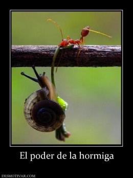 El poder de la hormiga