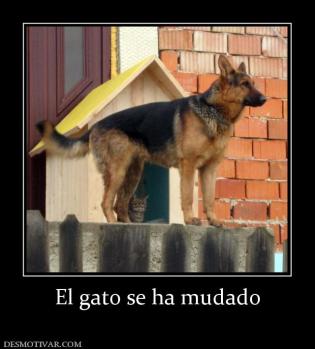 El gato se ha mudado