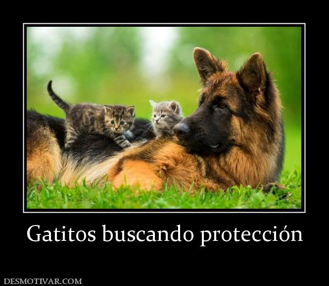 Gatitos buscando protección