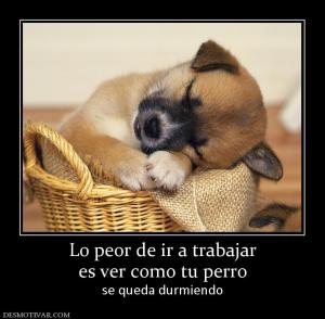 Lo peor de ir a trabajar es ver como tu perro se queda durmiendo