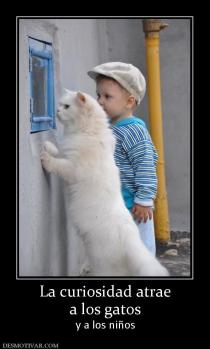 La curiosidad atrae a los gatos y a los niños