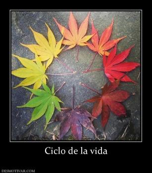 Ciclo de la vida