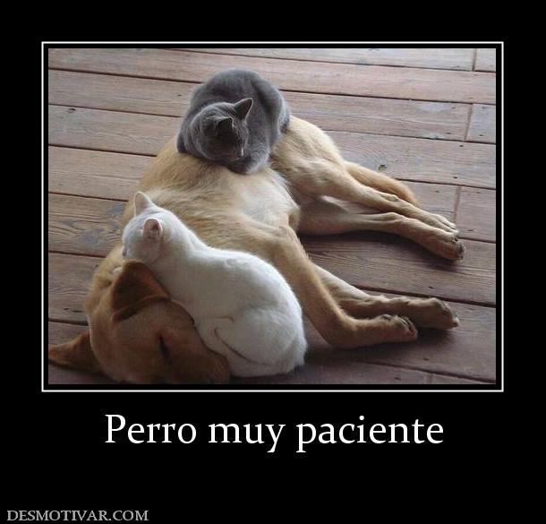 Perro muy paciente