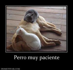 Perro muy paciente