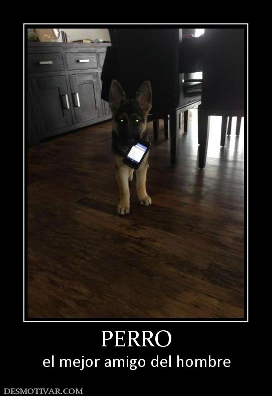 PERRO el mejor amigo del hombre