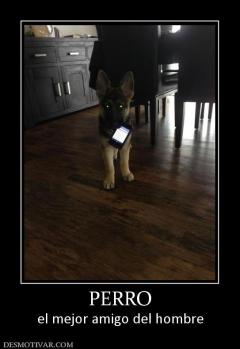 PERRO el mejor amigo del hombre