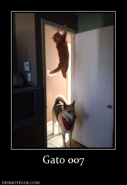 Gato 007
