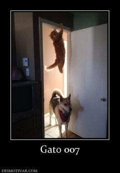 Gato 007