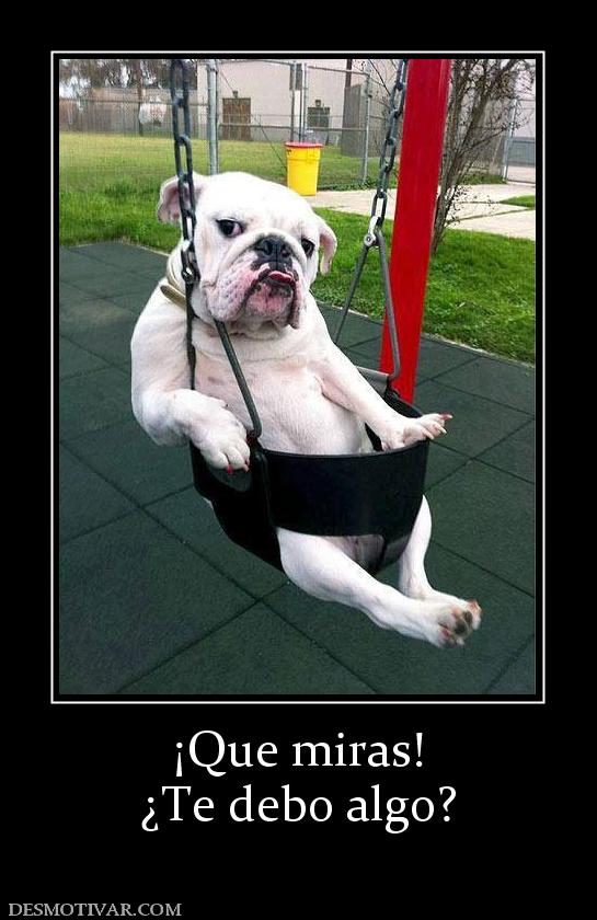 ¡Que miras! ¿Te debo algo?