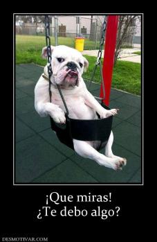 ¡Que miras! ¿Te debo algo?