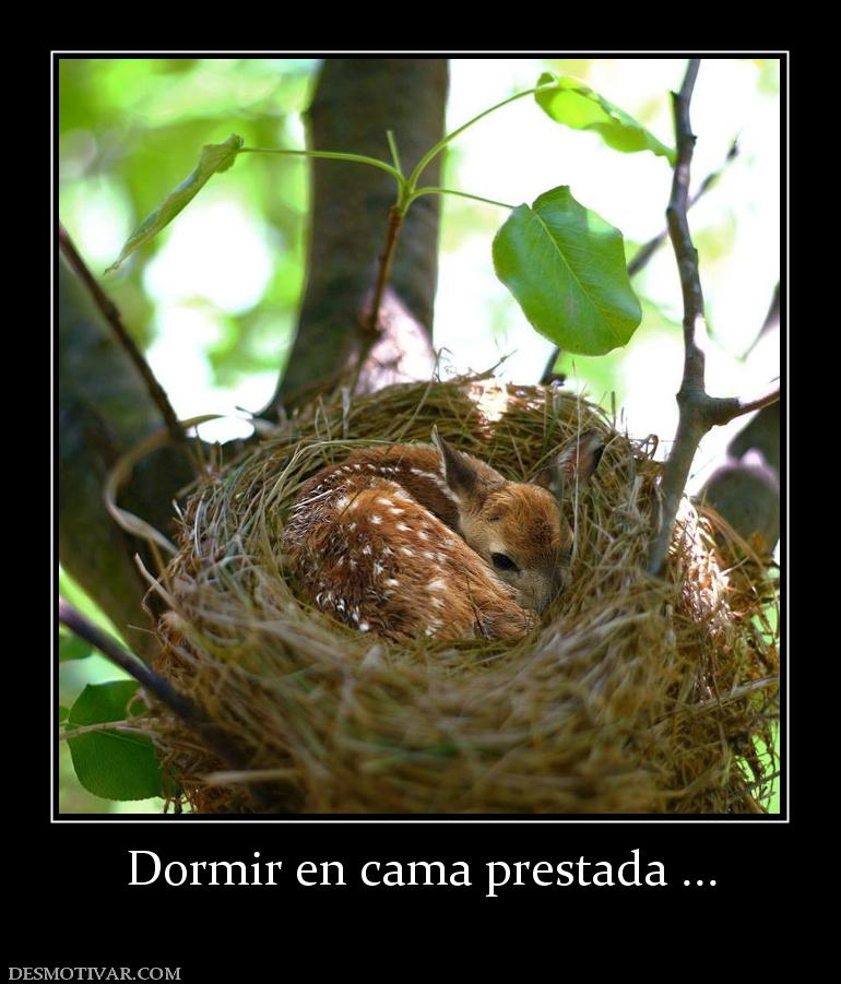 Dormir en cama prestada ...