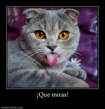 ¡Que miras!