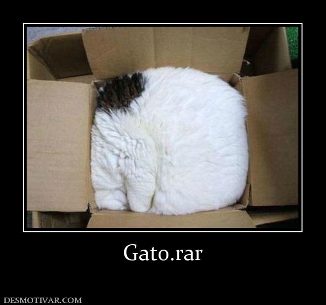 Gato.rar