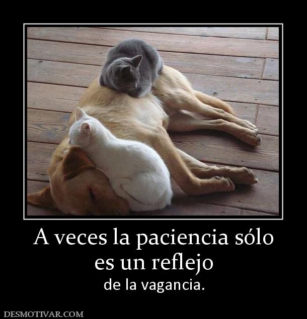 A veces la paciencia sólo es un reflejo de la vagancia.