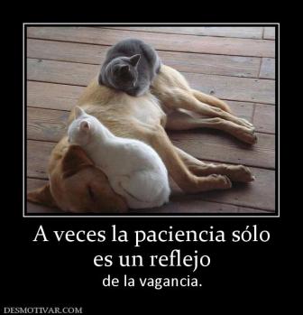 A veces la paciencia sólo es un reflejo de la vagancia.