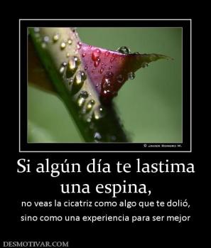 Si algún día te lastima una espina, no veas la cicatriz como algo que te dolió, sino como una experiencia para ser mejor