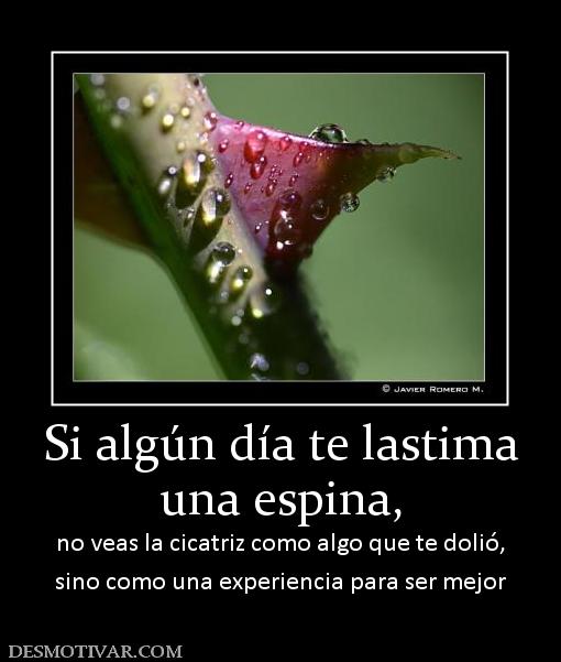 Si algún día te lastima una espina, no veas la cicatriz como algo que te dolió, sino como una experiencia para ser mejor