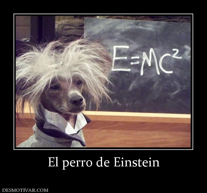 El perro de Einstein
