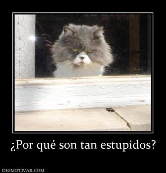 ¿Por qué son tan estupidos?