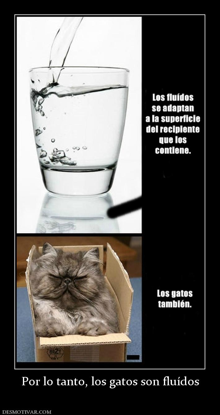 Por lo tanto, los gatos son fluídos