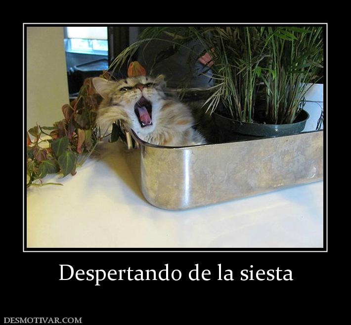 Despertando de la siesta