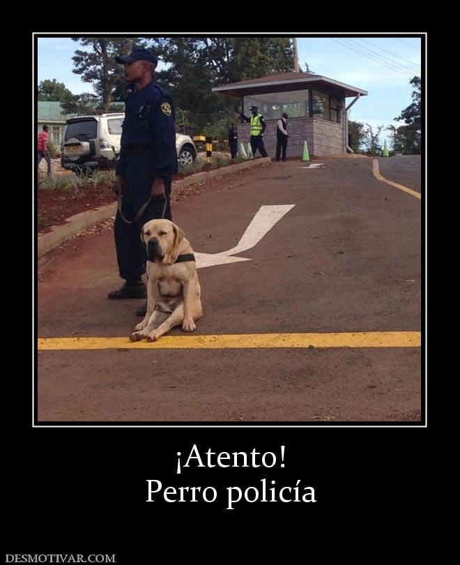 ¡Atento! Perro policía