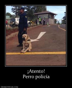 ¡Atento! Perro policía