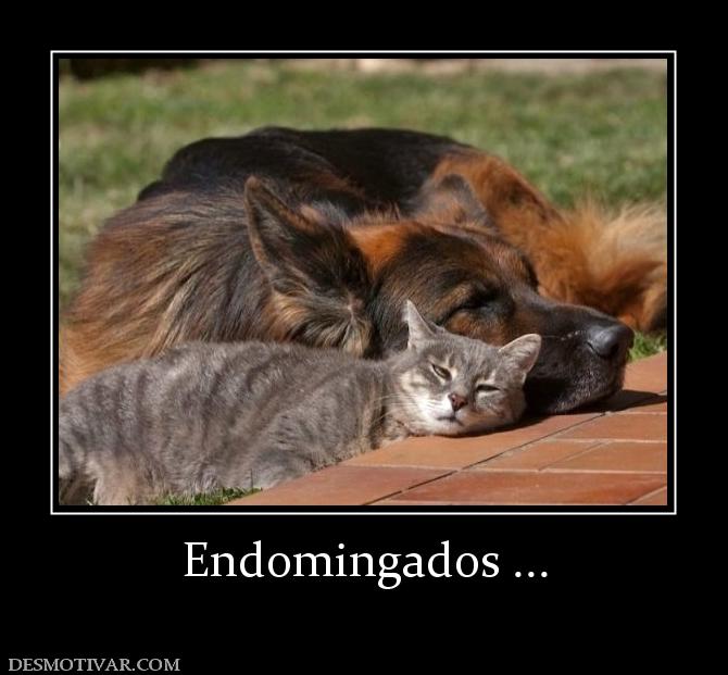 Endomingados ...