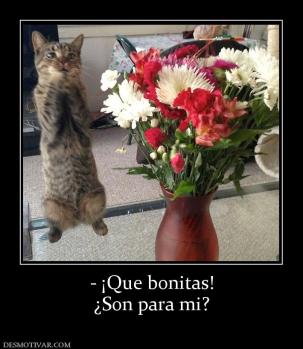 - ¡Que bonitas! ¿Son para mi?