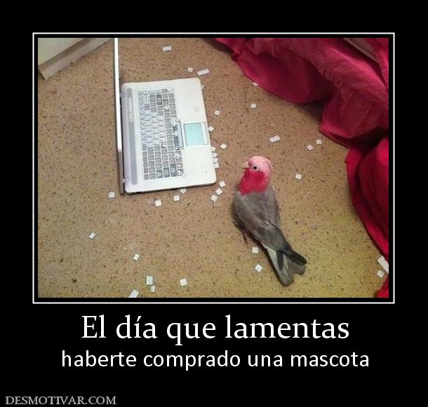 El día que lamentas haberte comprado una mascota