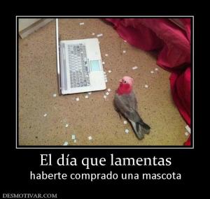 El día que lamentas haberte comprado una mascota