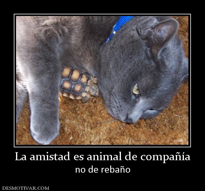 La amistad es animal de compañía no de rebaño