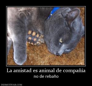 La amistad es animal de compañía no de rebaño