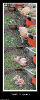 Perrito en apuros