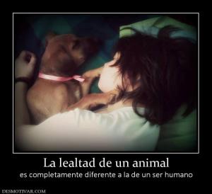 La lealtad de un animal es completamente diferente a la de un ser humano