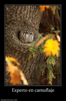 Experto en camuflaje