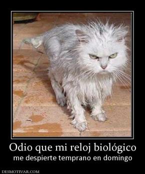 Odio que mi reloj biológico me despierte temprano en domingo