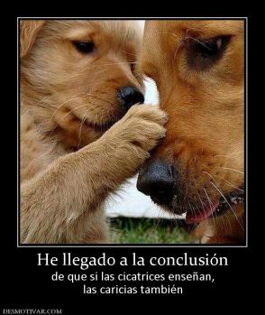 He llegado a la conclusión de que si las cicatrices enseñan, las caricias también