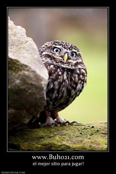 www.Buho21.com el mejor sitio para jugar!