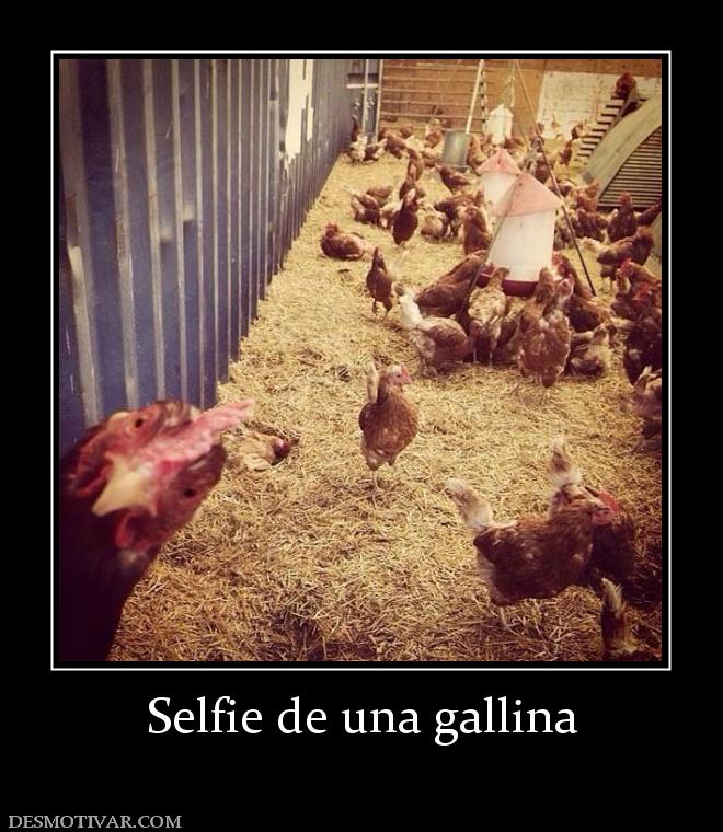 Selfie de una gallina