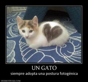 UN GATO siempre adopta una postura fotogénica