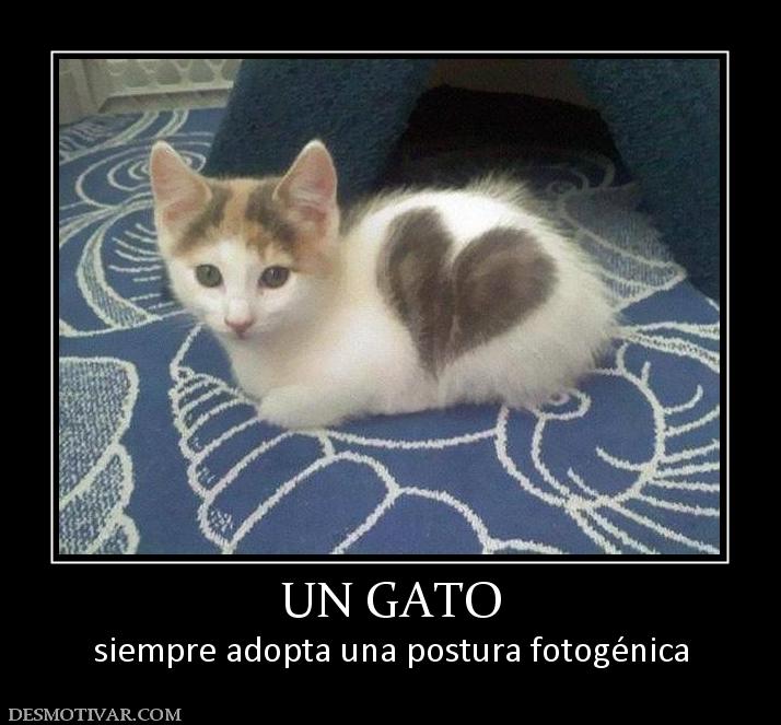 UN GATO siempre adopta una postura fotogénica